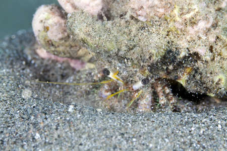 Reef hermit crab in the Red Seaの写真素材