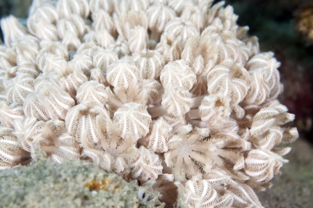 Umbrella xenia in the Red Sea