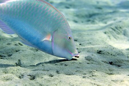 Parrotfish looking for food in the Red Seaの写真素材