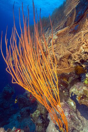 Red cluster whip in the Red Seaの写真素材