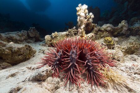 Crown-of-thorns in the Red Seaの写真素材
