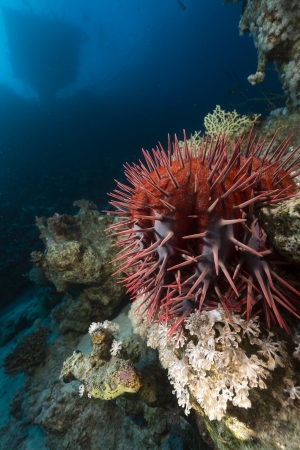 Crown-of-thorns in the Red Seaの写真素材