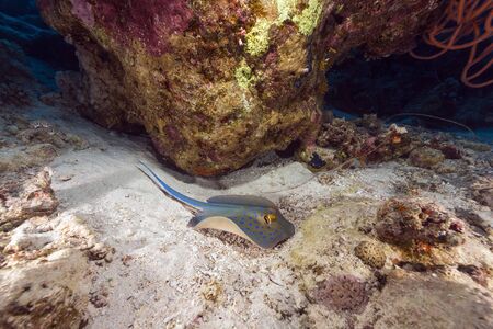 Bluespotted stingray in the Red Seaの写真素材