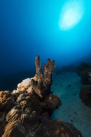 Tropical reef and fish in the Red Seaの写真素材