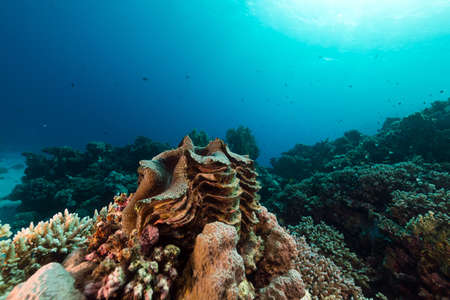 Giant clam  in the Red Seaの写真素材