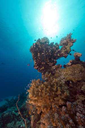 Tropical reef and fish in the Red Seaの写真素材