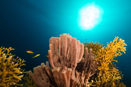 Colonial tube-sponge (siphonochalina siphonella) in the Red Sea.の写真素材