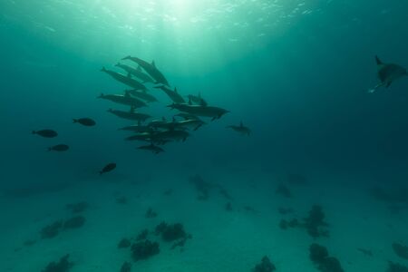 Spinner dolphin (stenella longrostris) pod in th Red Sea.の写真素材