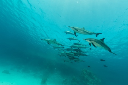 Spinner dolphin (stenella longrostris) pod in th Red Sea.の写真素材
