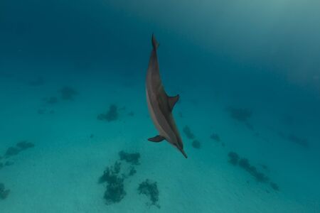 Spinner dolphin (stenella longrostris) in th Red Sea.の写真素材