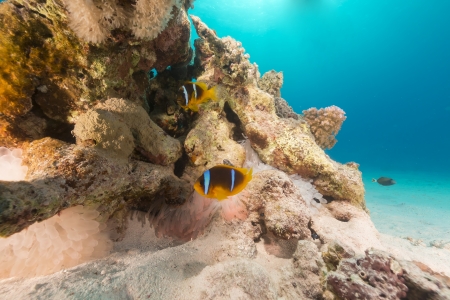 White bubbleanemone and anemonefish in th Red Seaの写真素材