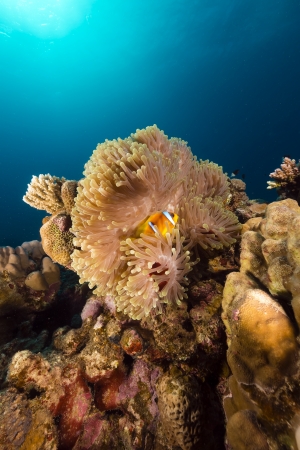 Magnificent anemone and anemonefish in the Red Seaの写真素材