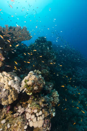 Fish and tropical reef in the Red Seaの写真素材