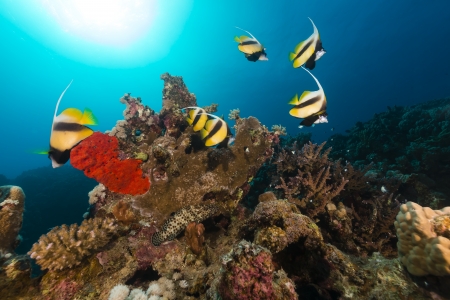 Bannerfish (heniochus intermedius) and tropical reef in the Red Seaの写真素材