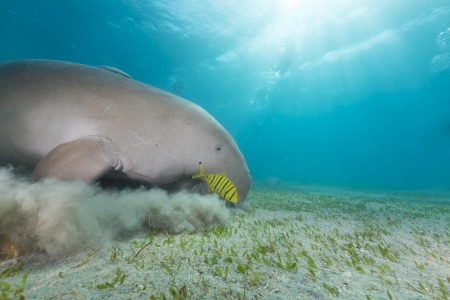 Dugong (dugong dugon) or seacow in the Red Seaの写真素材