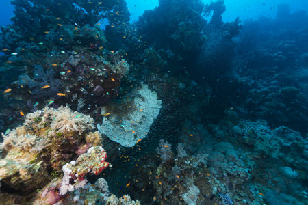 Fish and tropical reef in the Red Seaの写真素材