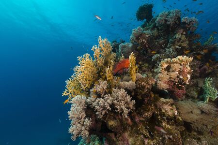 Fish and tropical reef in the Red Seaの写真素材