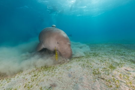 Dugong (dugong dugon) or seacow in the Red Seaの写真素材