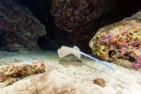 Bluespotted stingray and tropical reef in the Red Seaの写真素材