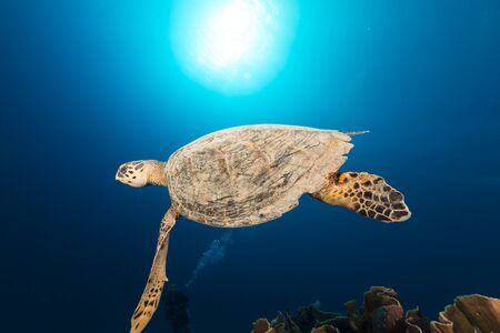 Hawksbill turtle and tropical reef in the Red Seaの写真素材