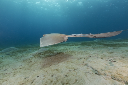 Fantail stingray in the Red Sea.