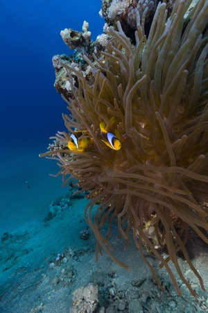 Anemone and anemonefish in  the Red Seaの写真素材