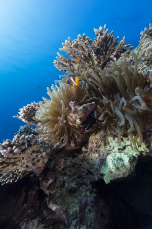 Anemoe in the tropical waters of the Red Seaの写真素材