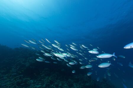 Fusiliers in the tropical waters of the Red Seaの写真素材