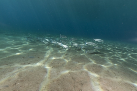 Fringelip mullet in the Red Seaの写真素材