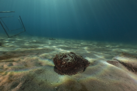 Stonefish in the Red Seaの写真素材
