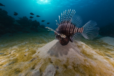 Lionfish in the Red Sea