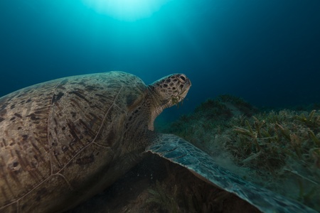 Green turtle in the Red Seaの写真素材