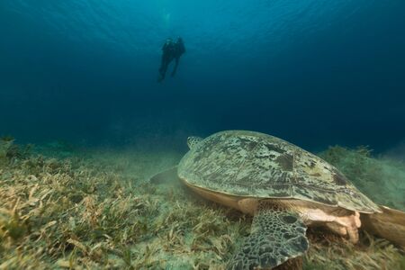 Green turtle and divers in the Red Sea