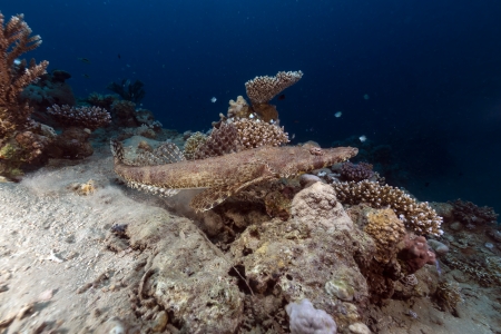Crocodilefish in the Red Seaの写真素材