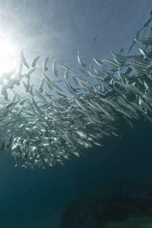 Striped mackerel feeding in the Red Sea