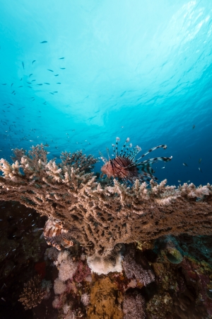 Lionfish over a table coral in the Red Seaの写真素材