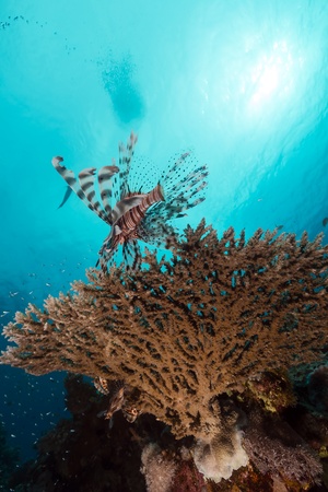 Lionfish over a table coral in the Red Seaの写真素材