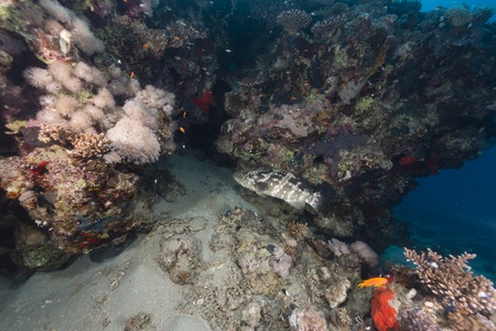 The tropical waters of the Red Seaの写真素材