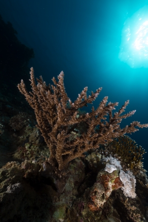 The tropical waters of the Red Seaの写真素材