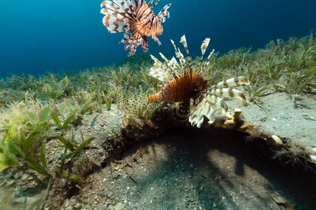 Lionfish in the tropical waters of the Red Seaの写真素材
