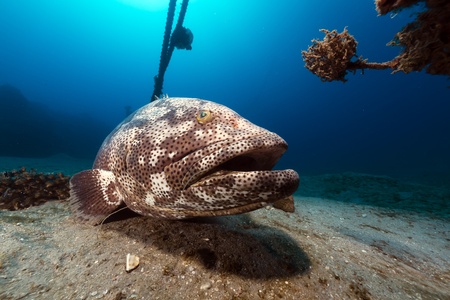 Malabar grouper in the tropical waters of the Red Sea
