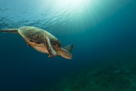 Female green turtle in the Red Seaの写真素材
