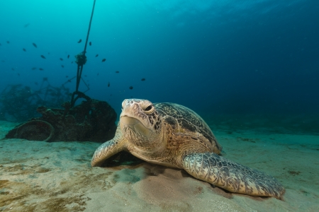 Female green turtle in the Red Seaの写真素材