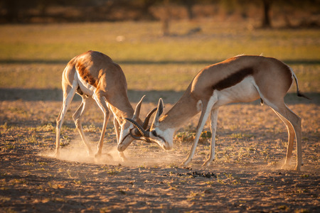 Two adult Springbuck rams fighting for territory in a dry riverbed.の写真素材