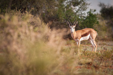 Mature Springbok ram looking straight at camera with copy space to the left.の写真素材