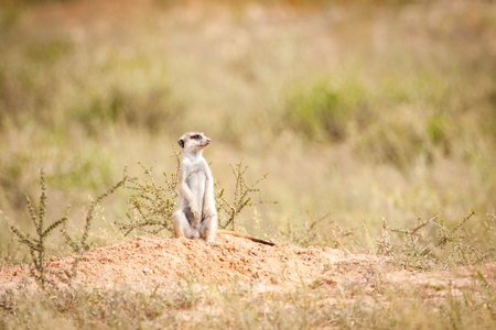 Adorable meerkat sitting outside its burrow keeping a close lookout for any predators.の写真素材
