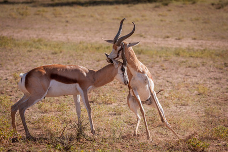 Clash of horns between two territorial Springbuck rams.の写真素材