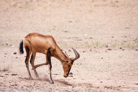 Big Red hartebeest bull kicking up dust in a dry riverbed.の写真素材