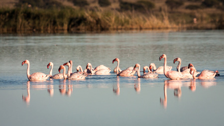 Group of endangered Lesser Flamingoes feeding in a shallow mudflat.の写真素材