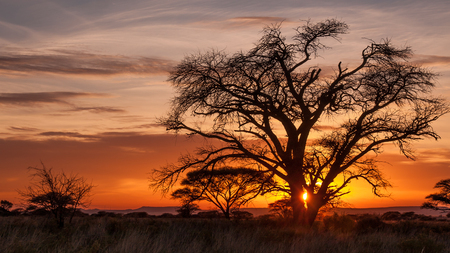 Magical sunrise on African plains with old and beautiful tree silhouetted against orange sky.の写真素材